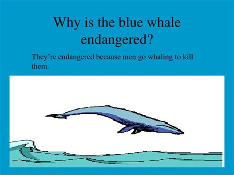 reasons why whales are endangered